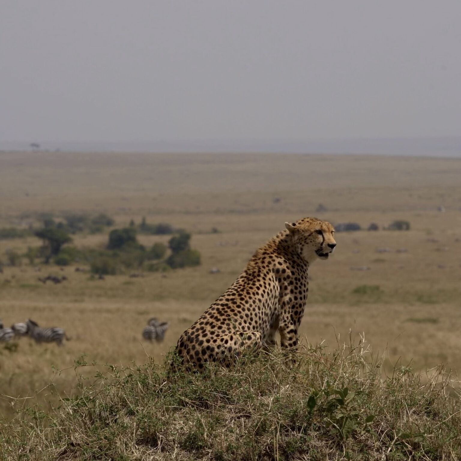 Kenya: safari e spiagge da sogno a partire da 900€
